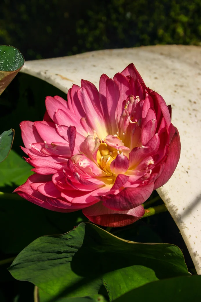 Nelumbo 'Momo Botan' — Florida Aquatic Nurseries